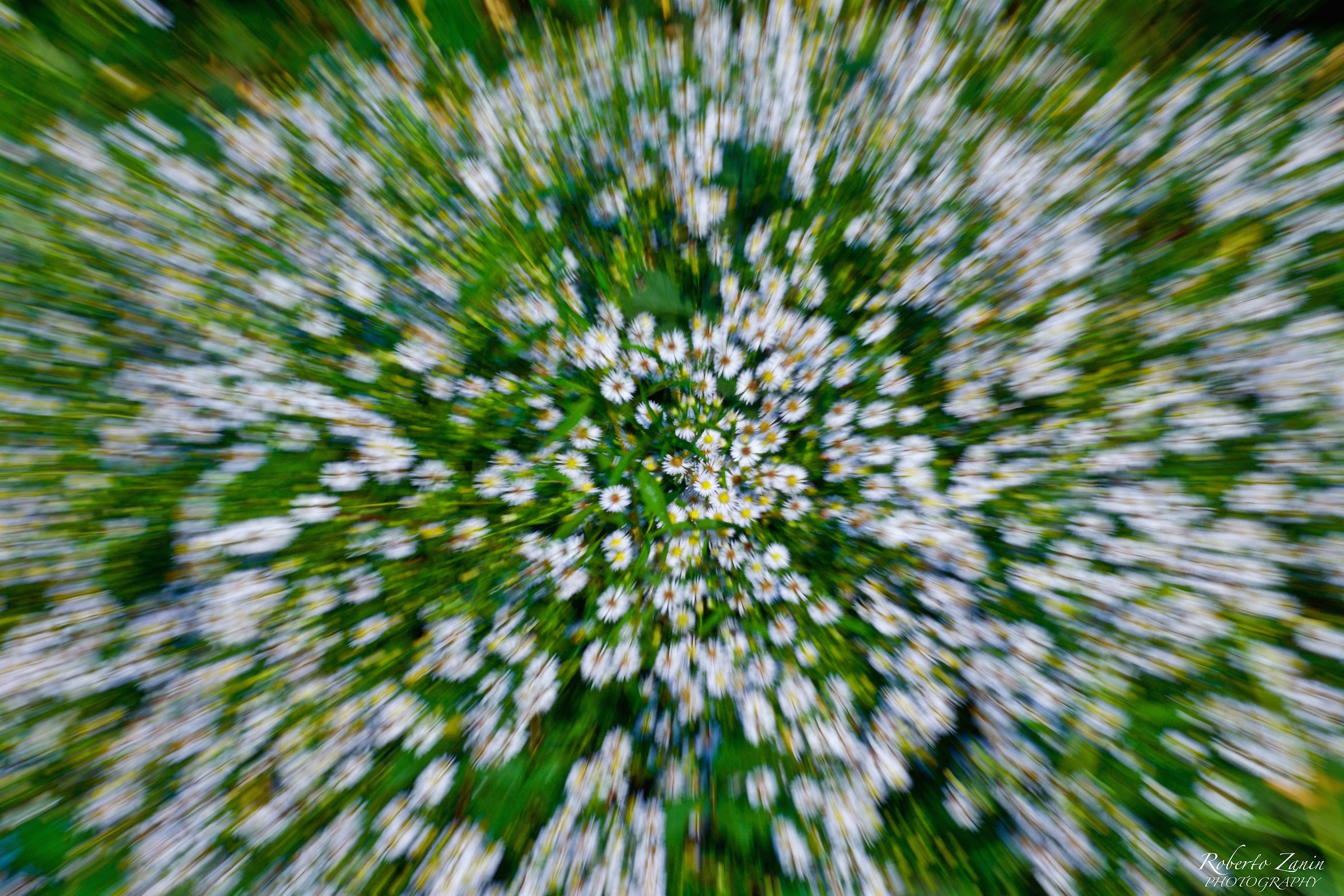 immerso nelle margherite