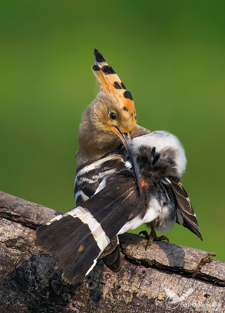 Hoopoe.
