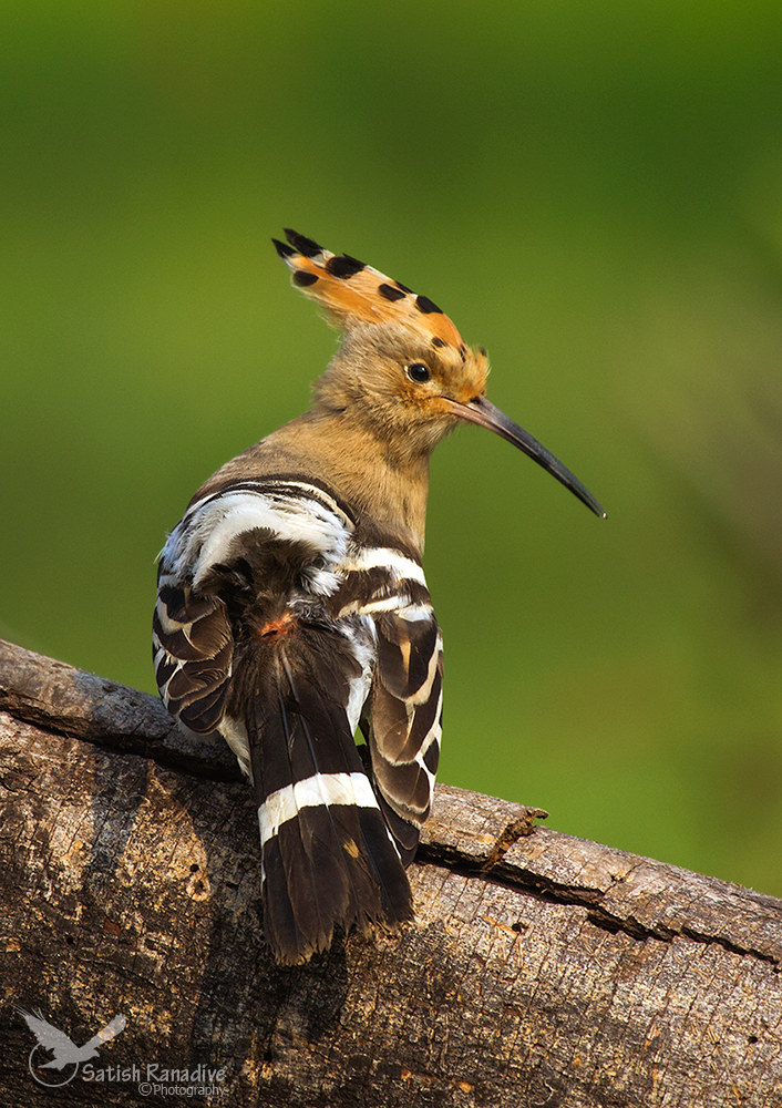 Hoopoe#2