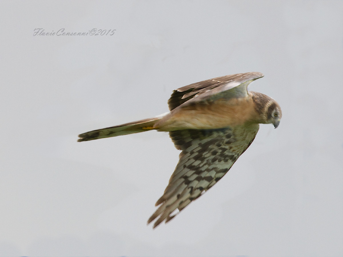 Pallid Harrier