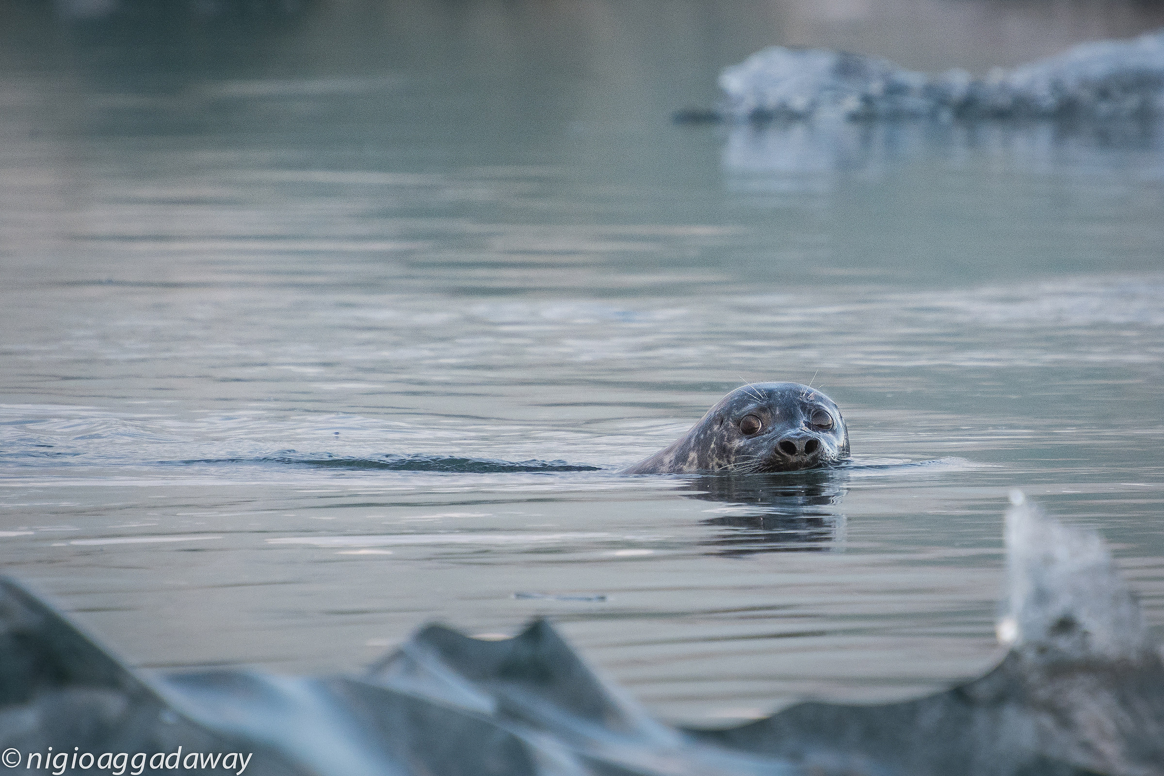 seal in the ice