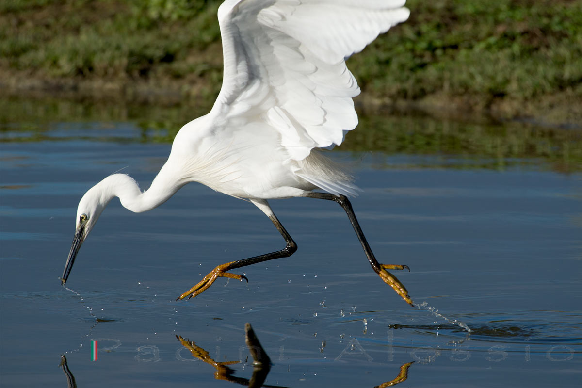Chiappalo!  (ecco i miei errori nel gestire la ..belva)