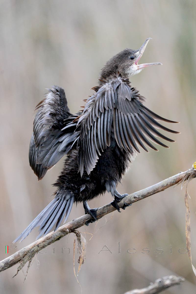 Marangone Minore in ...canto