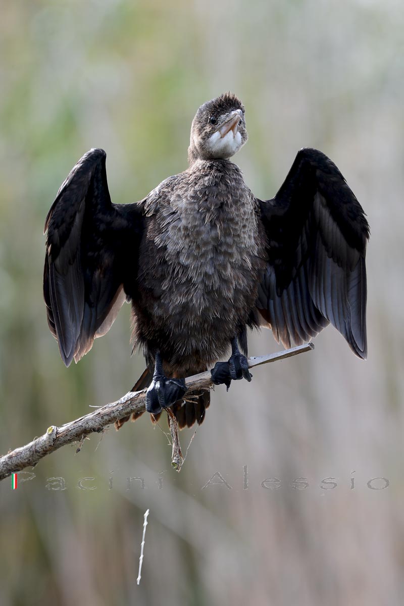 Marangone Minore in ...toilette