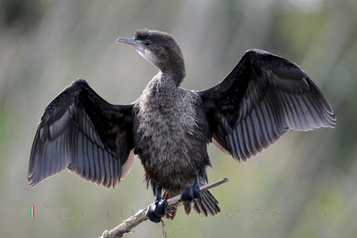 Marangone M. in asciugatura