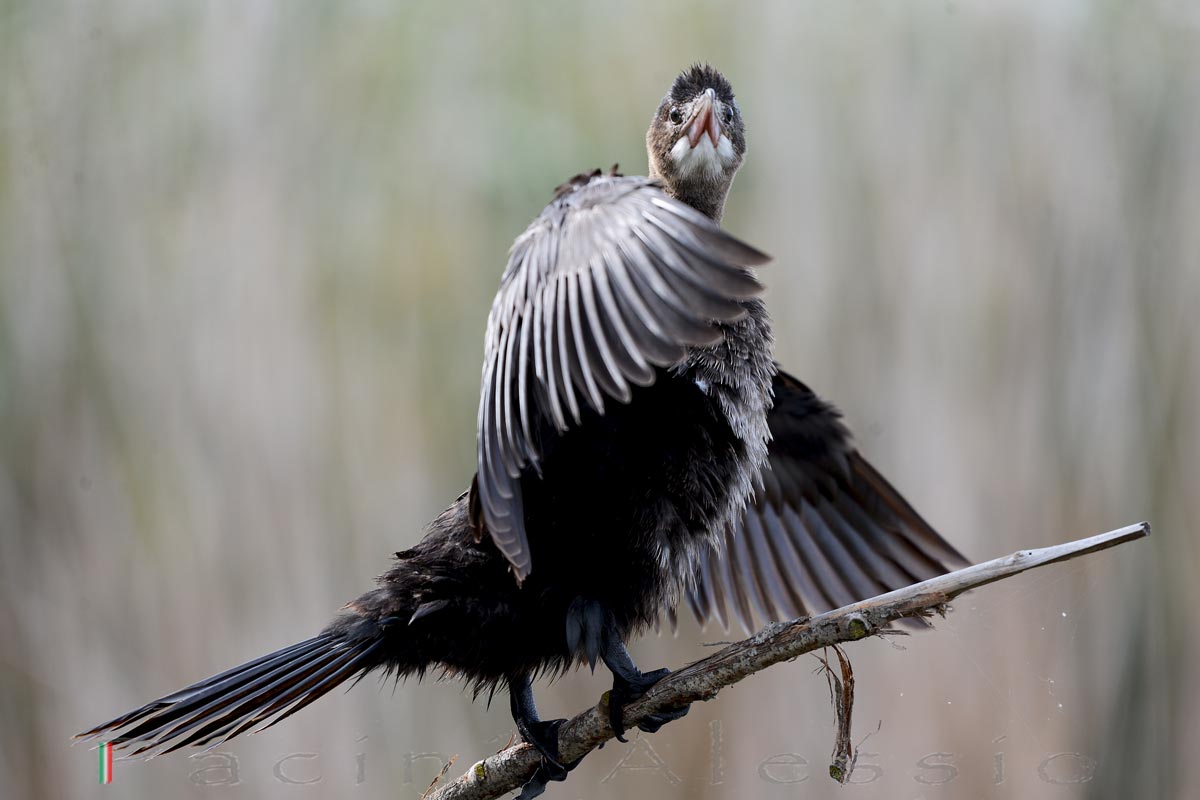 Marangone M. e lo scudo magnetico