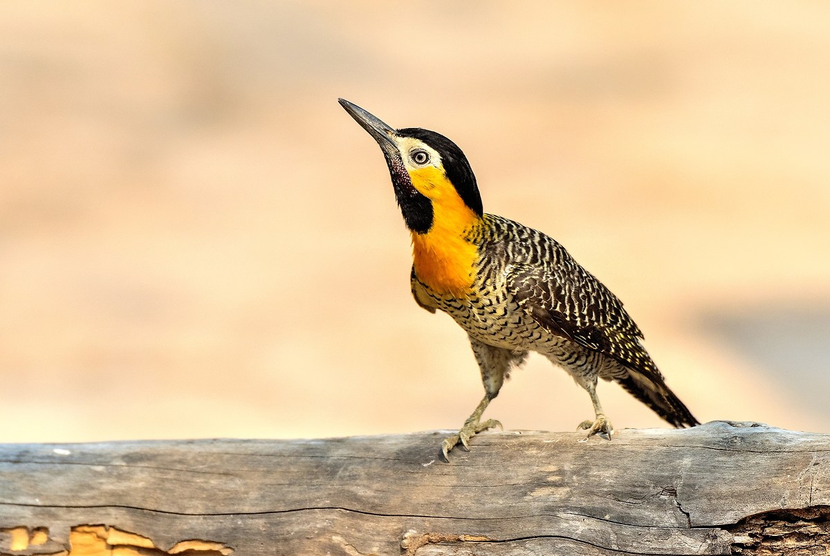 Pantanal 2015 - Picchio di terra