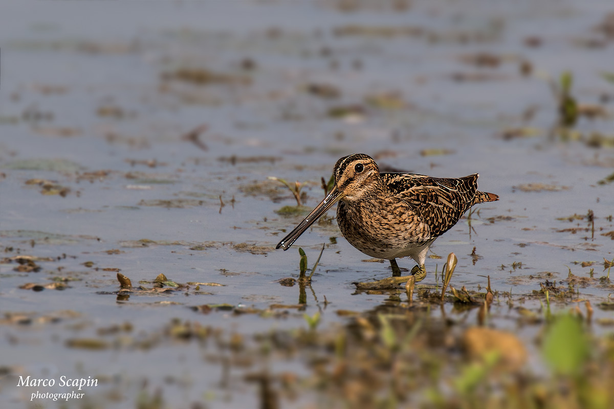 Snipe