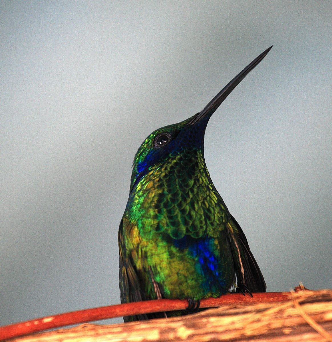 Colibri'