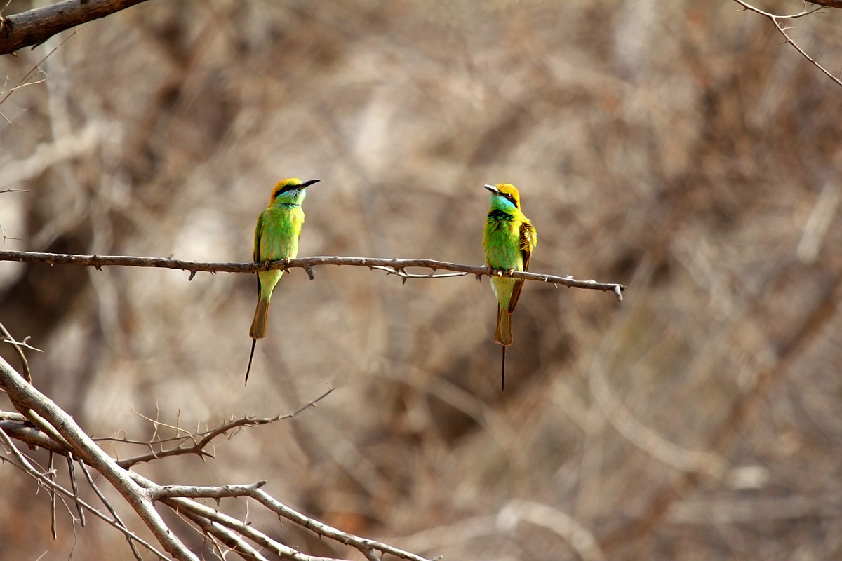 Green-Bee-Eaters