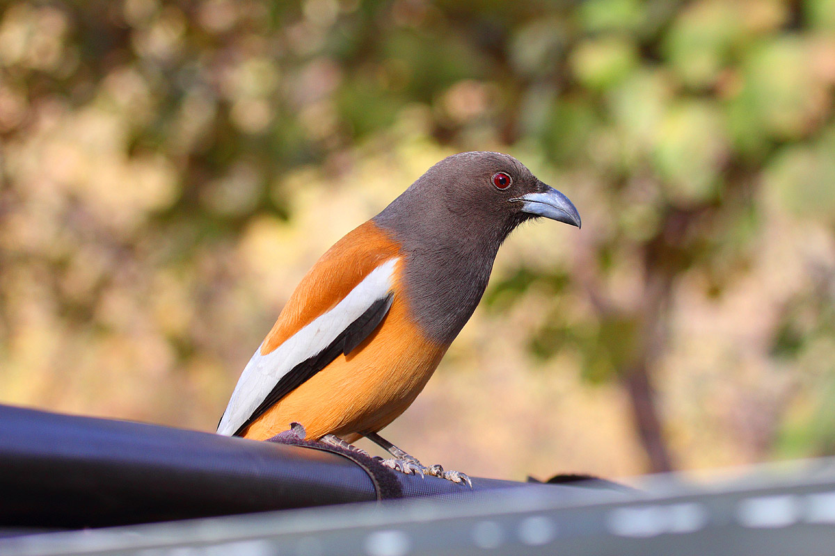 Rofous Treepie