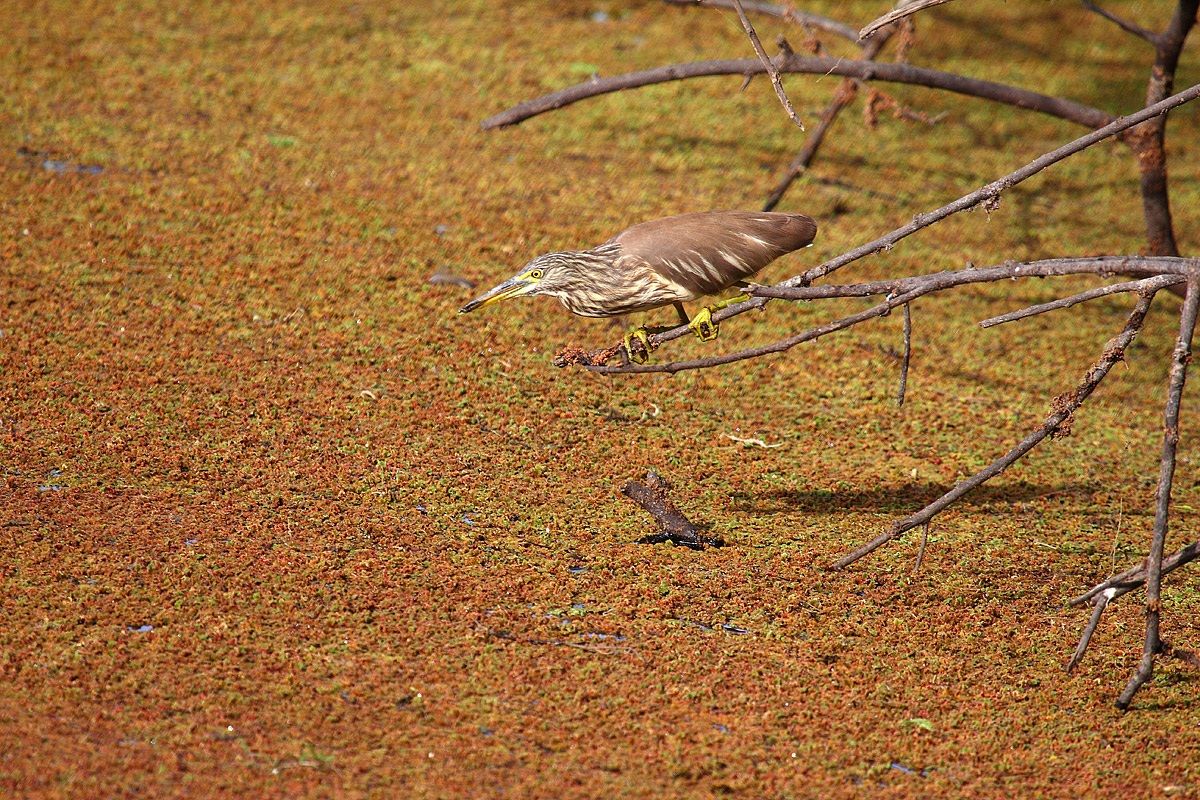 Pond Heron