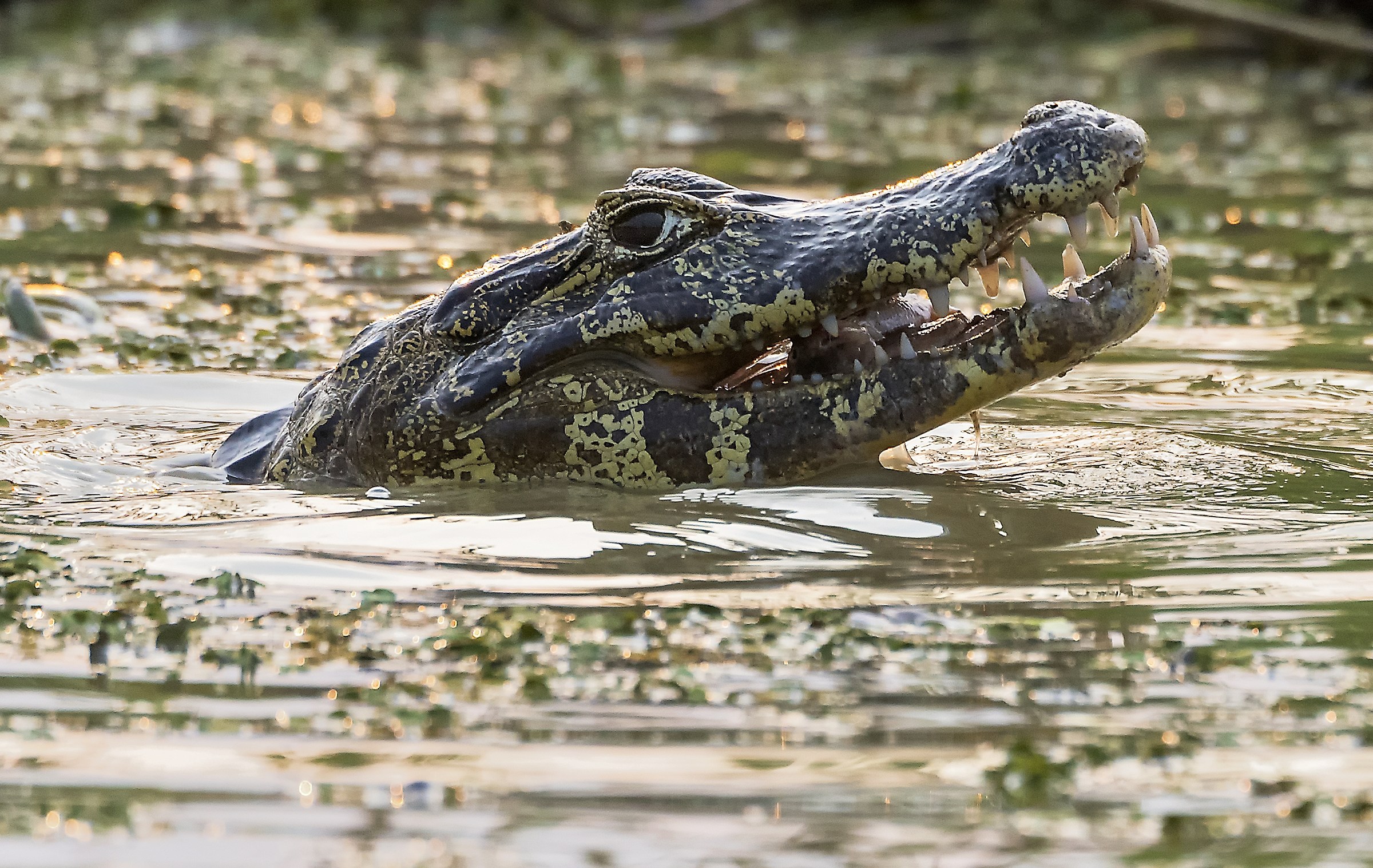 Pantanal 2015 - Caiman