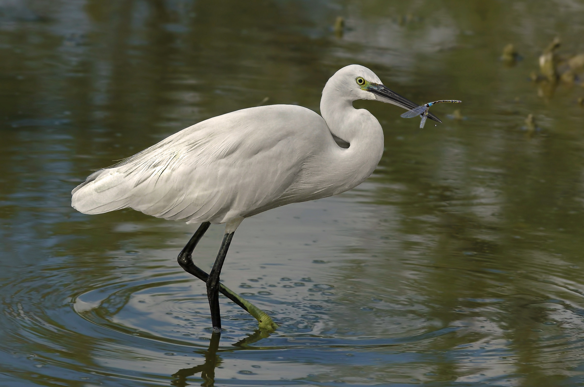 dragonfly with garzetta2