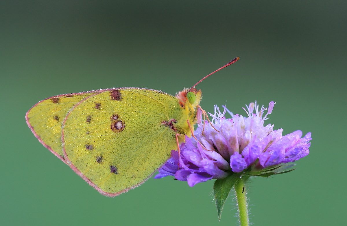 Colias crocea