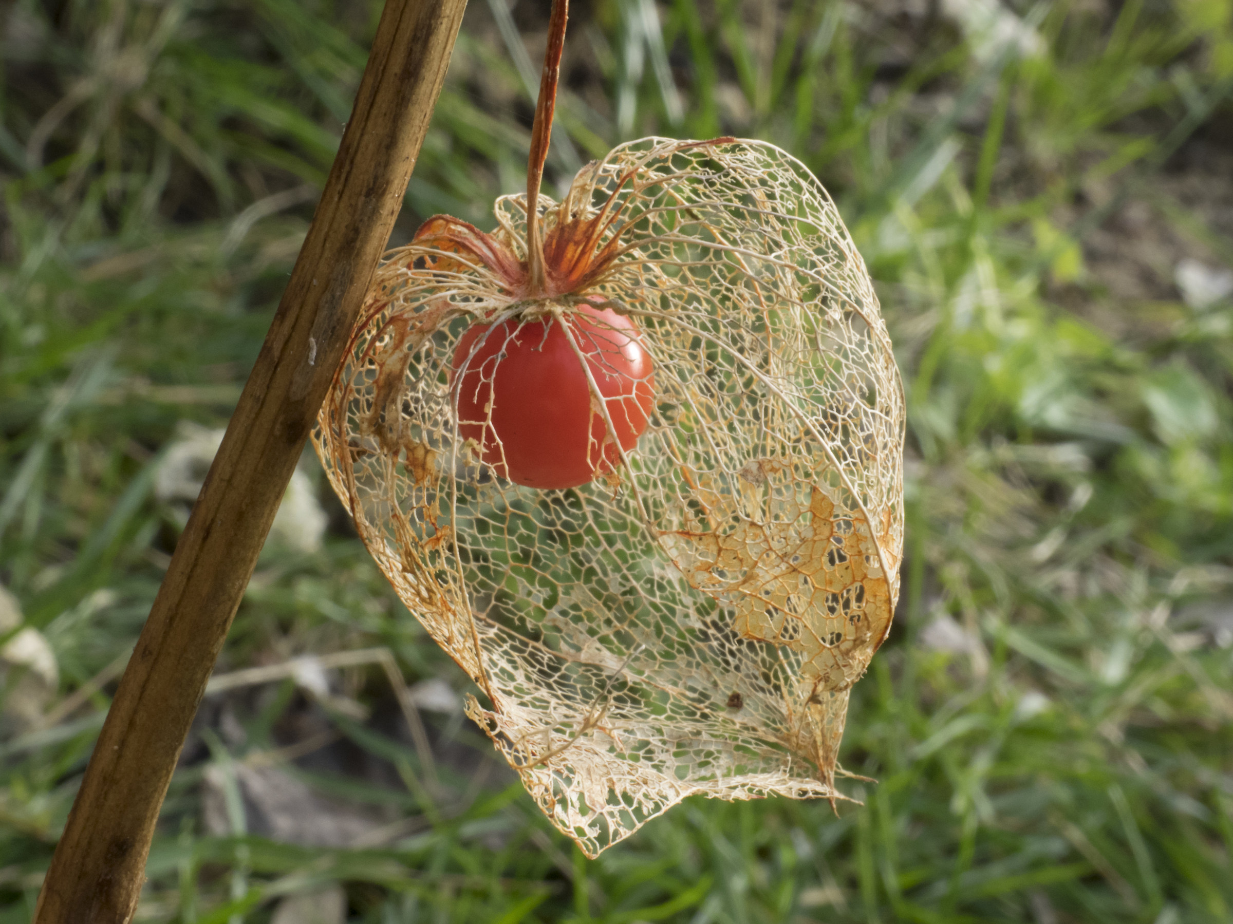 Physalis alkekengi
