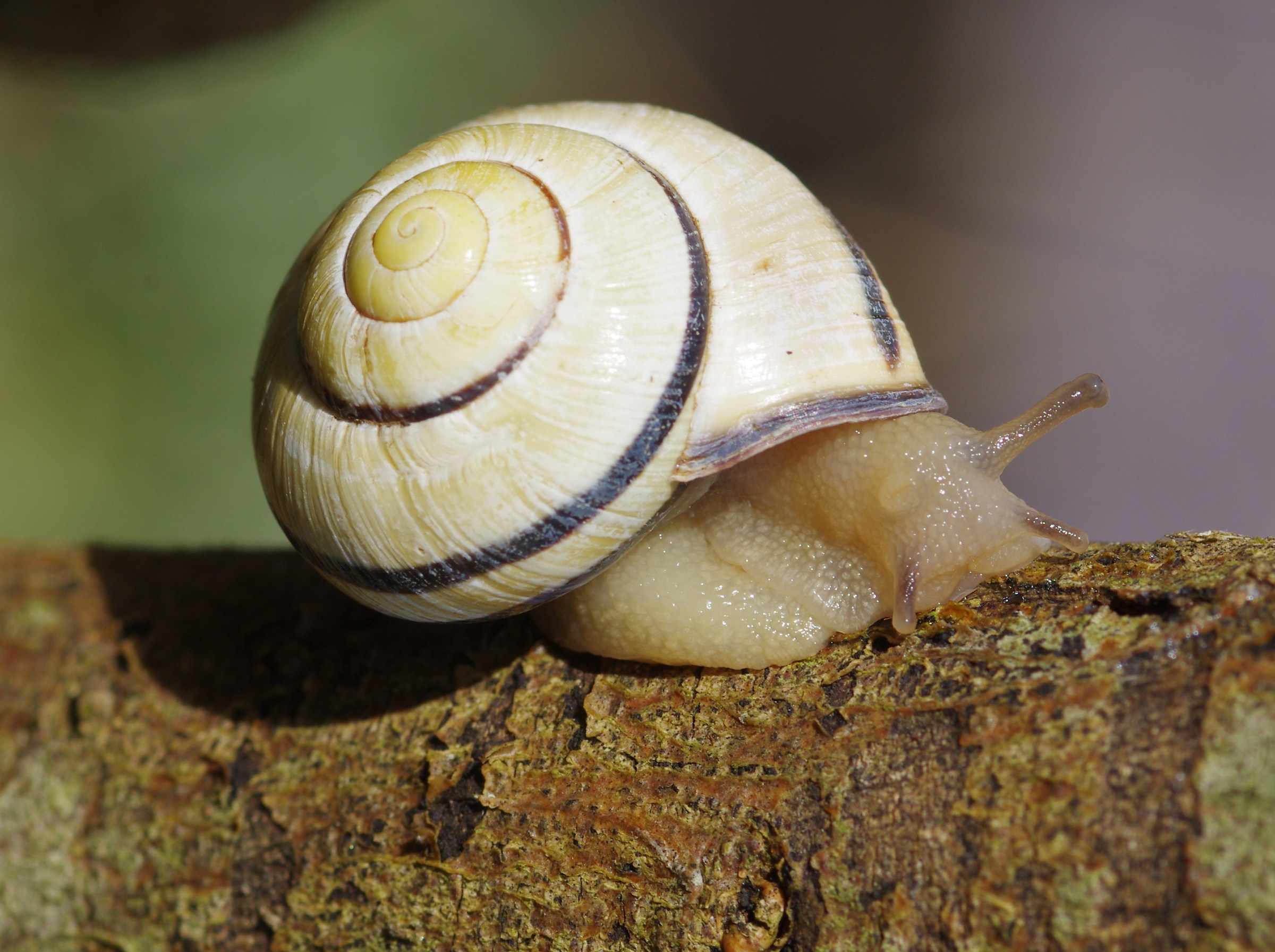 snail