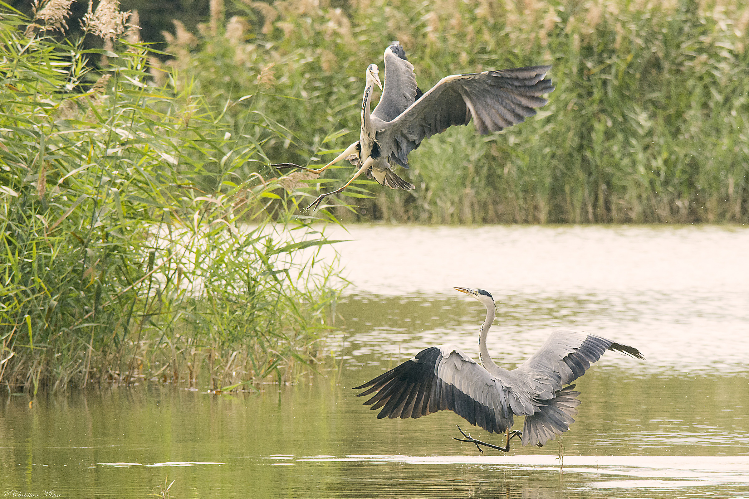Herons quarrelsome