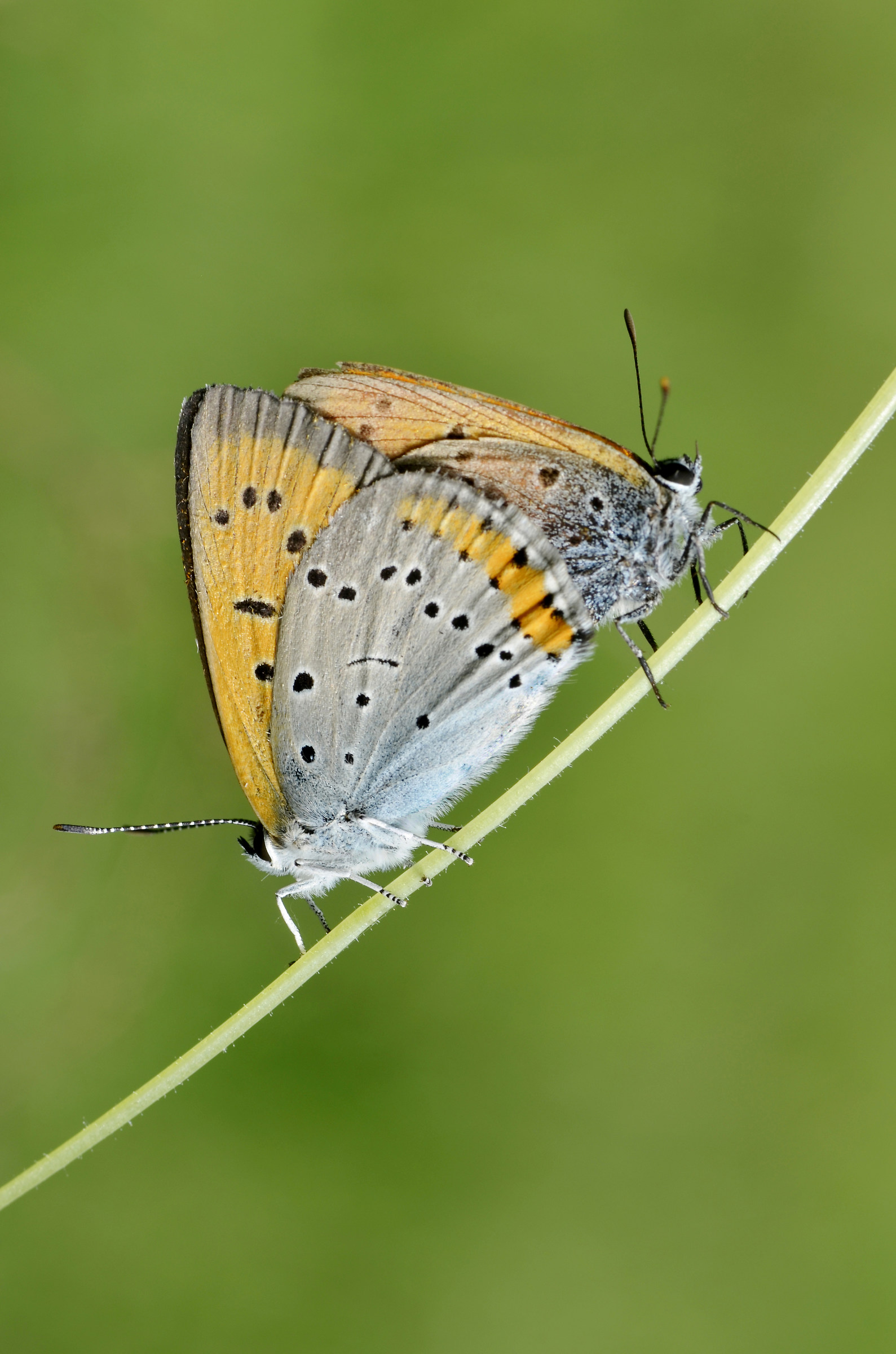 aricia agestis