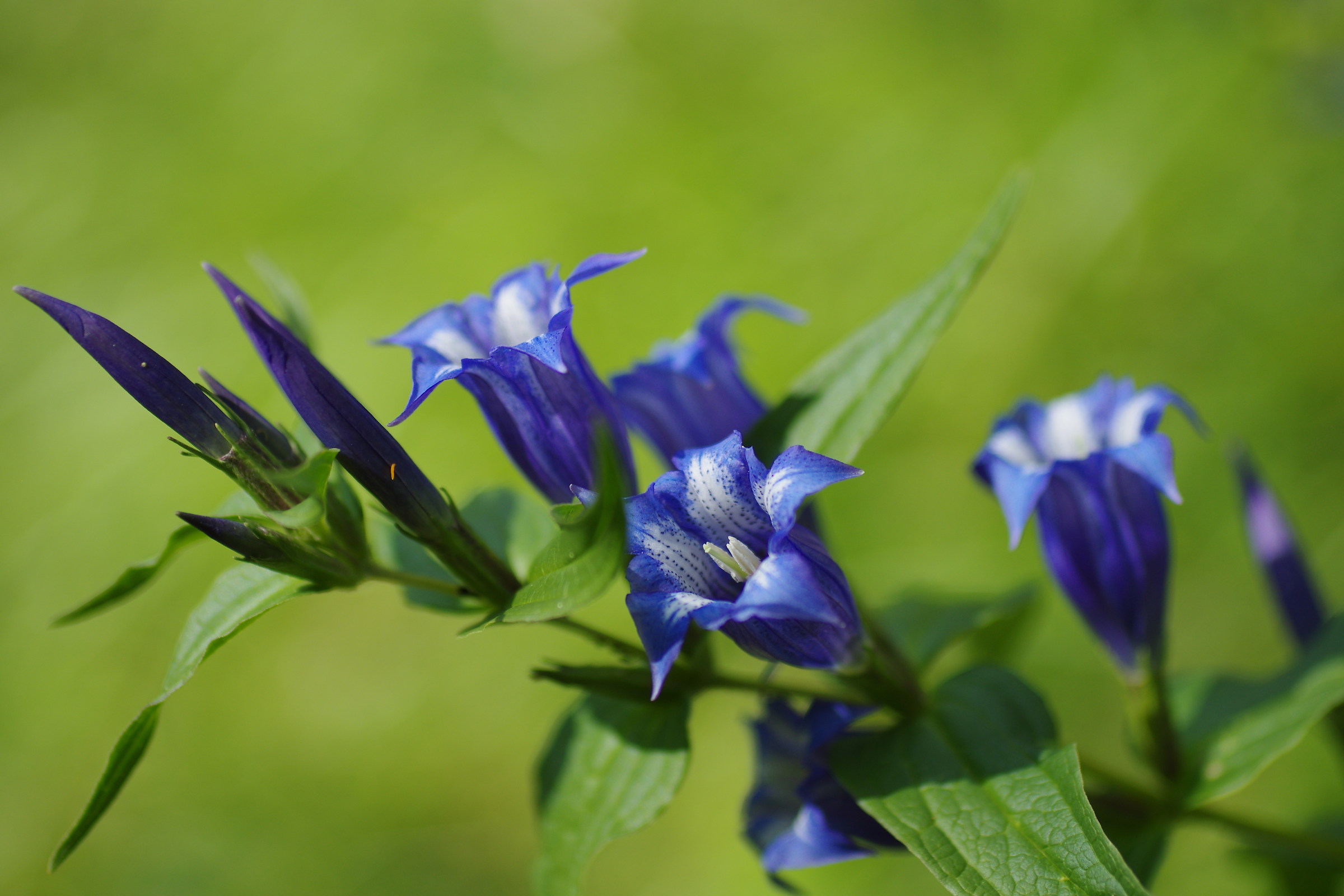 gentians