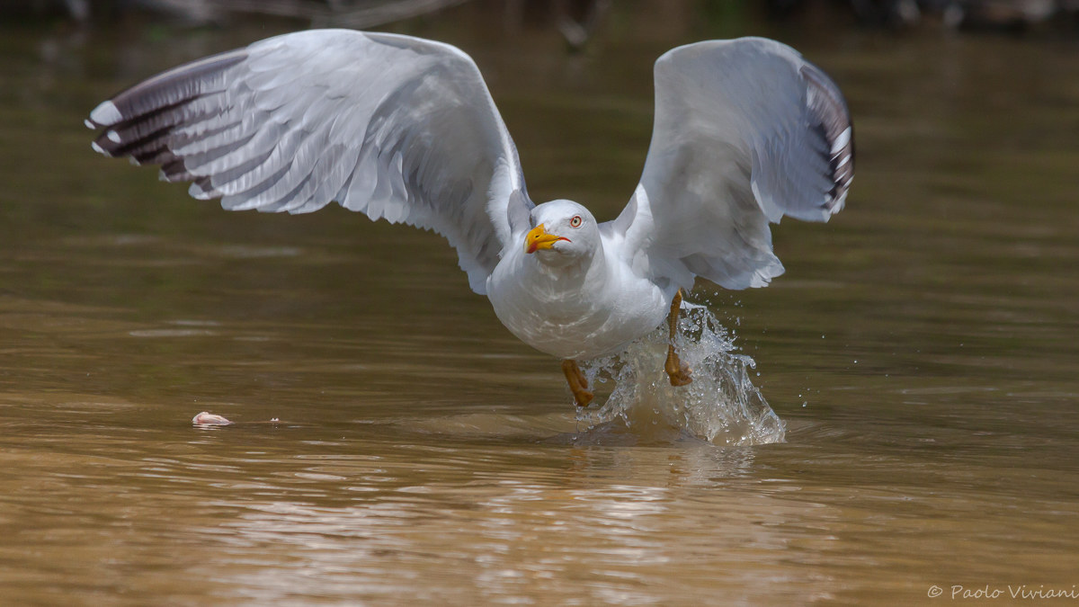 Herring gull taking off
