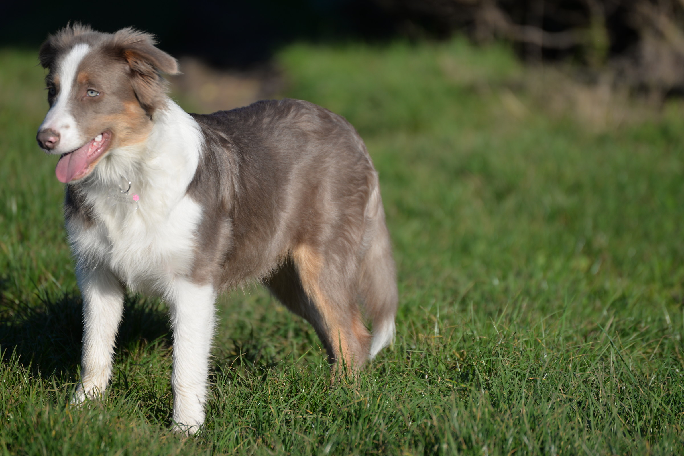 Gwen, la nostra "cucciolotta"