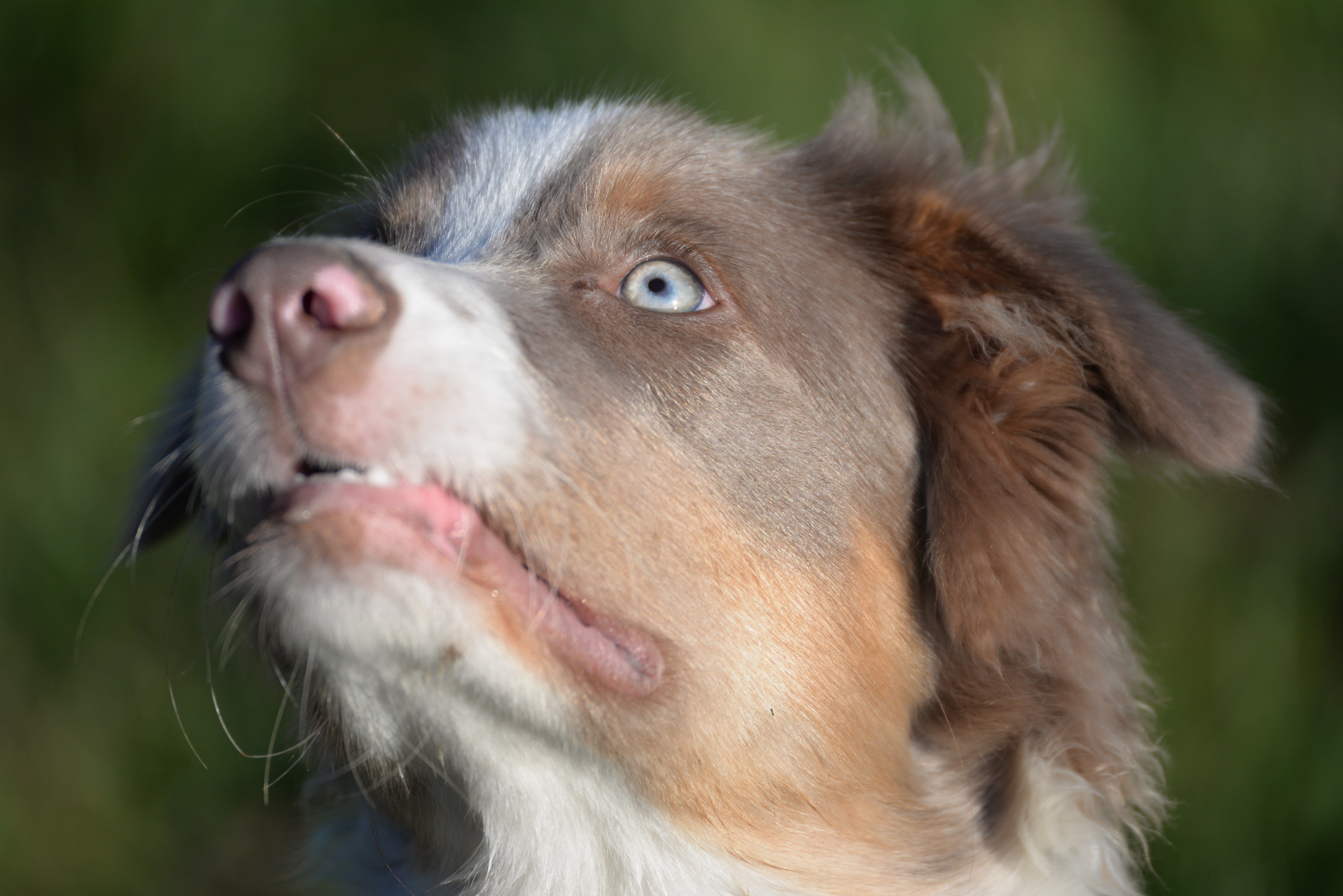 Gwen, our "cucciolotta"