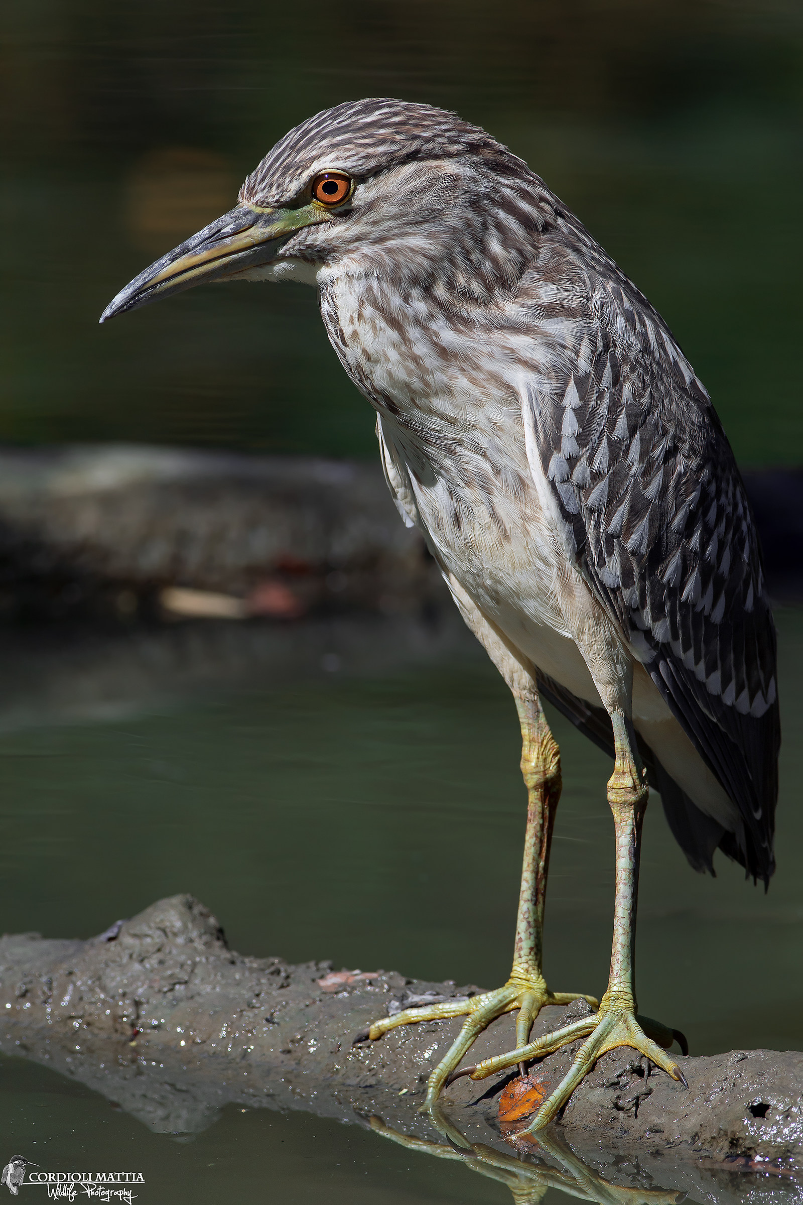 No Crop Night Heron ...