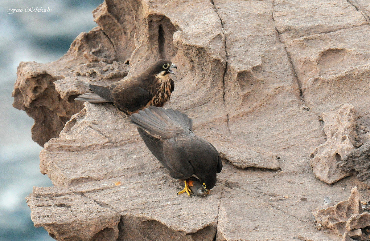 Falchi predatori....