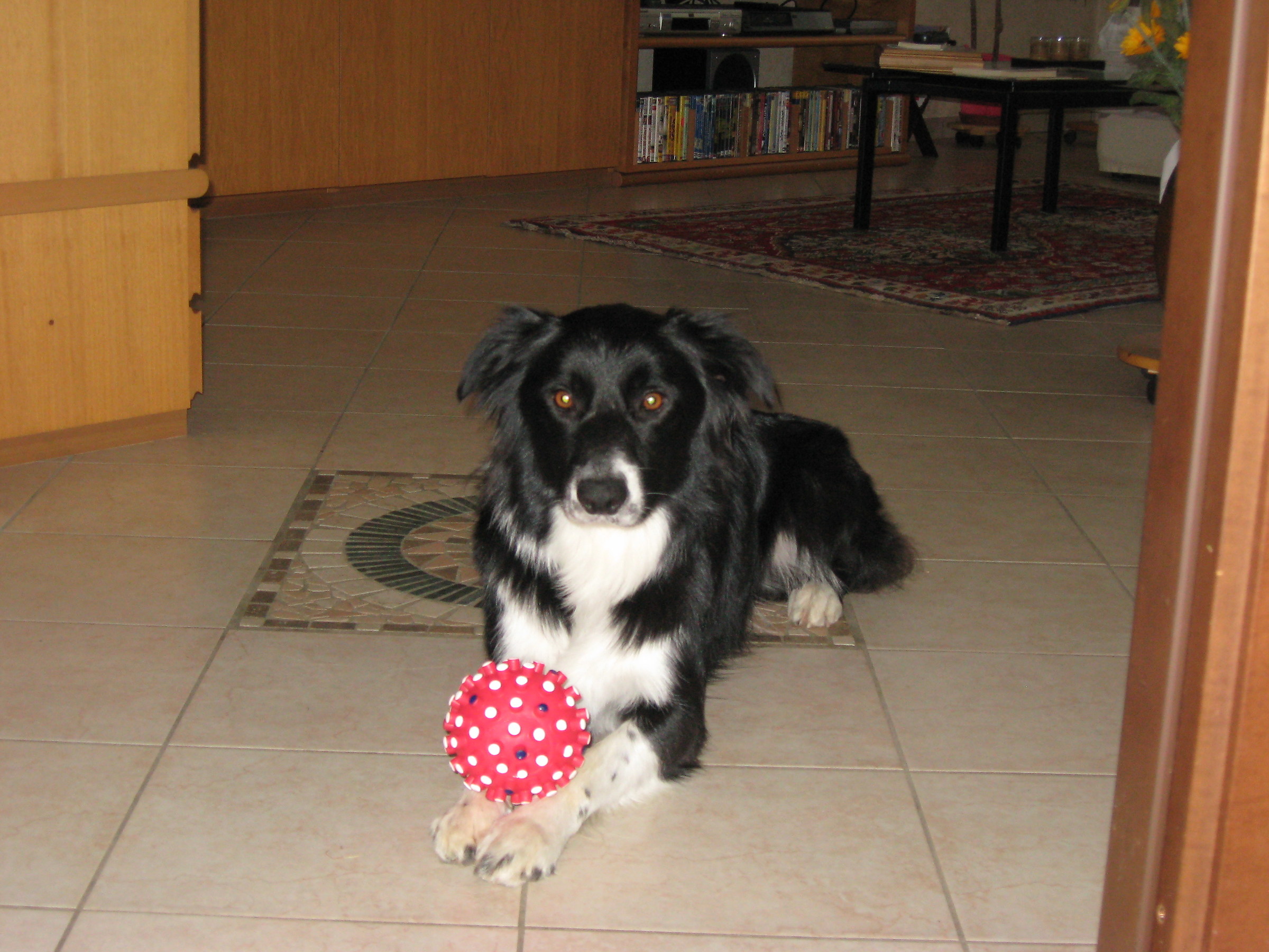 Il nostro Border Collie con la sua adorata palla