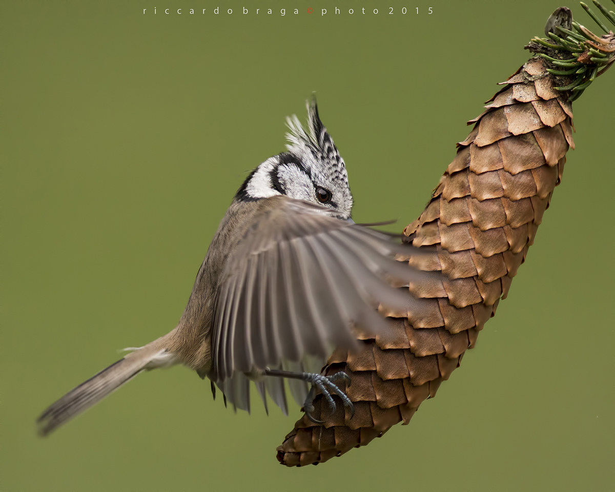 Crested Tit