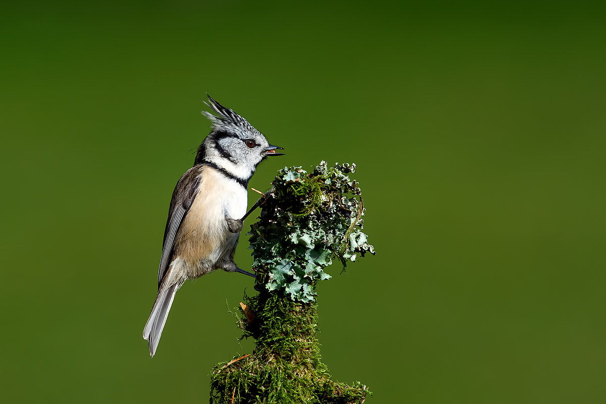 Crested Tit