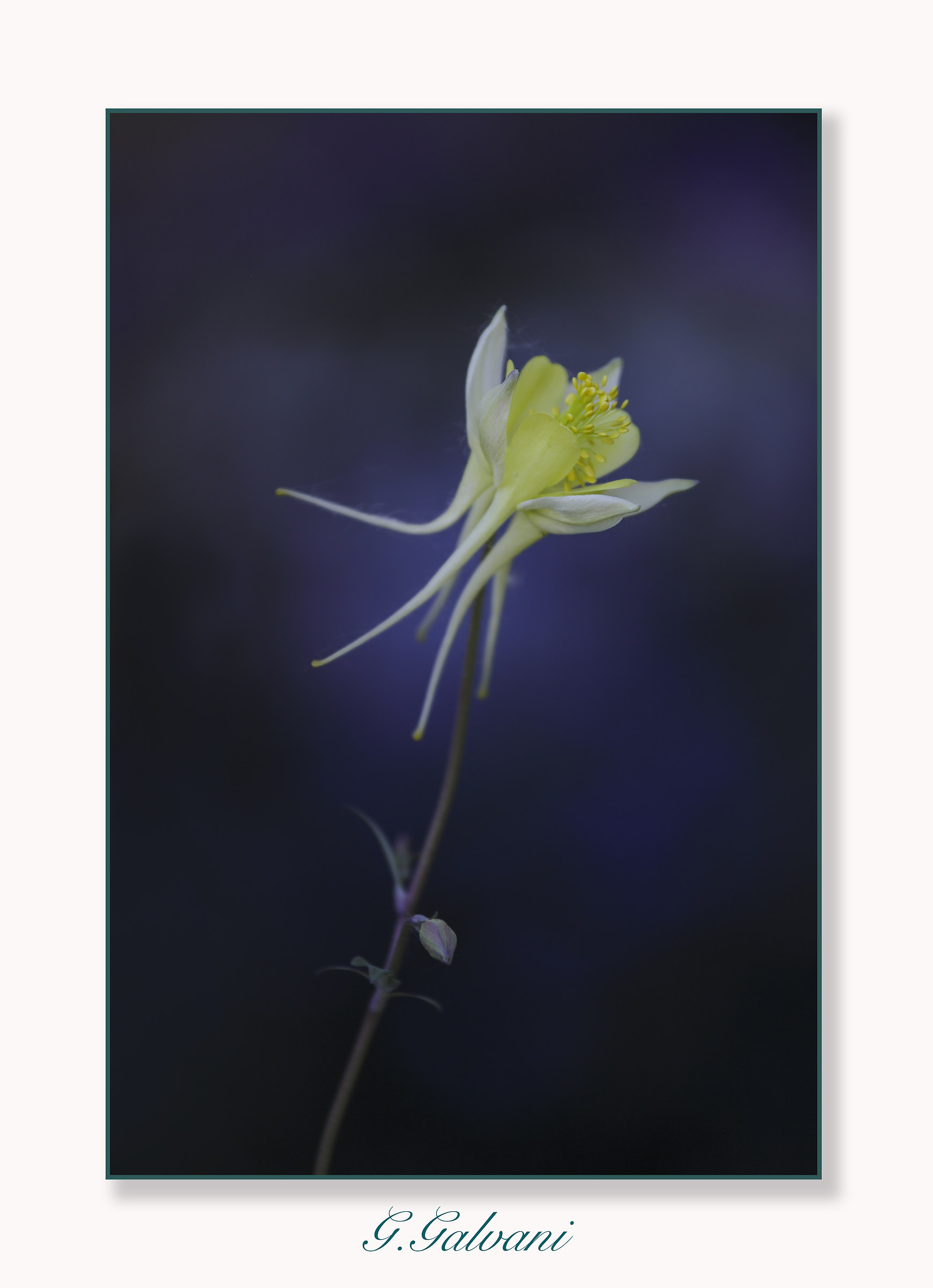 Aquilegia chrysantha - Yellow Queen