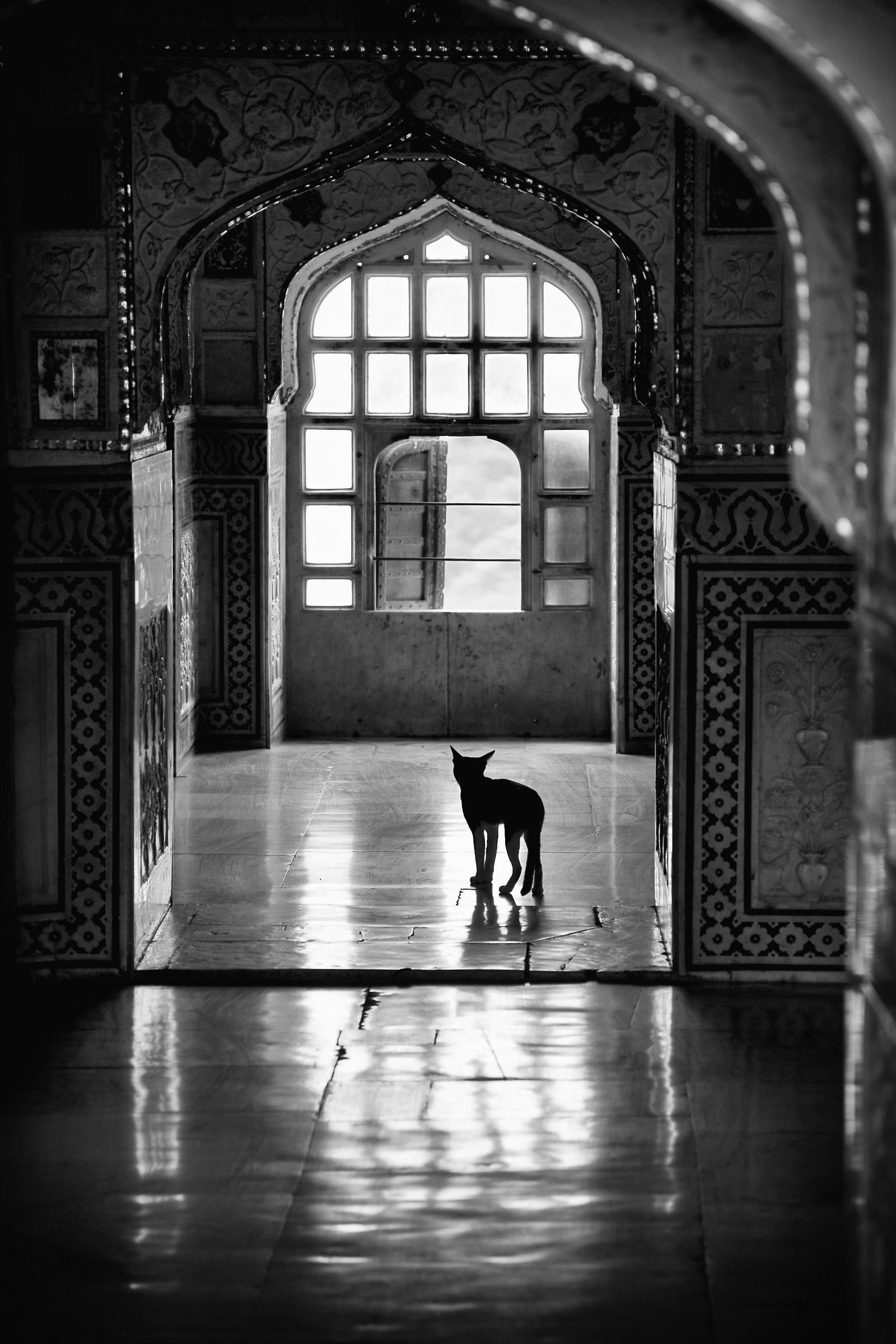Rajasthan. Cat.