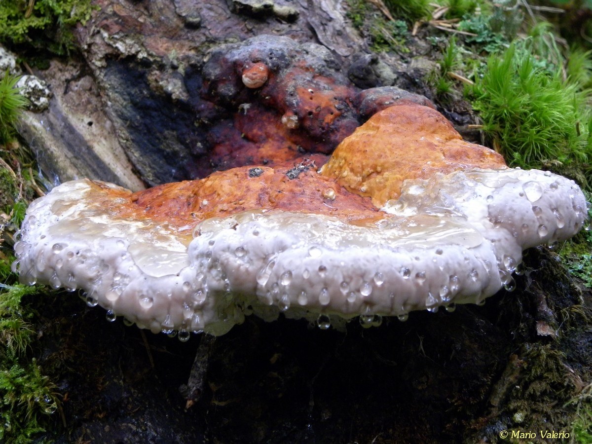 Fomitopsis pinicola