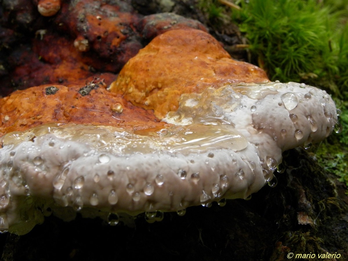 Fomitopsis pinicola (detail)