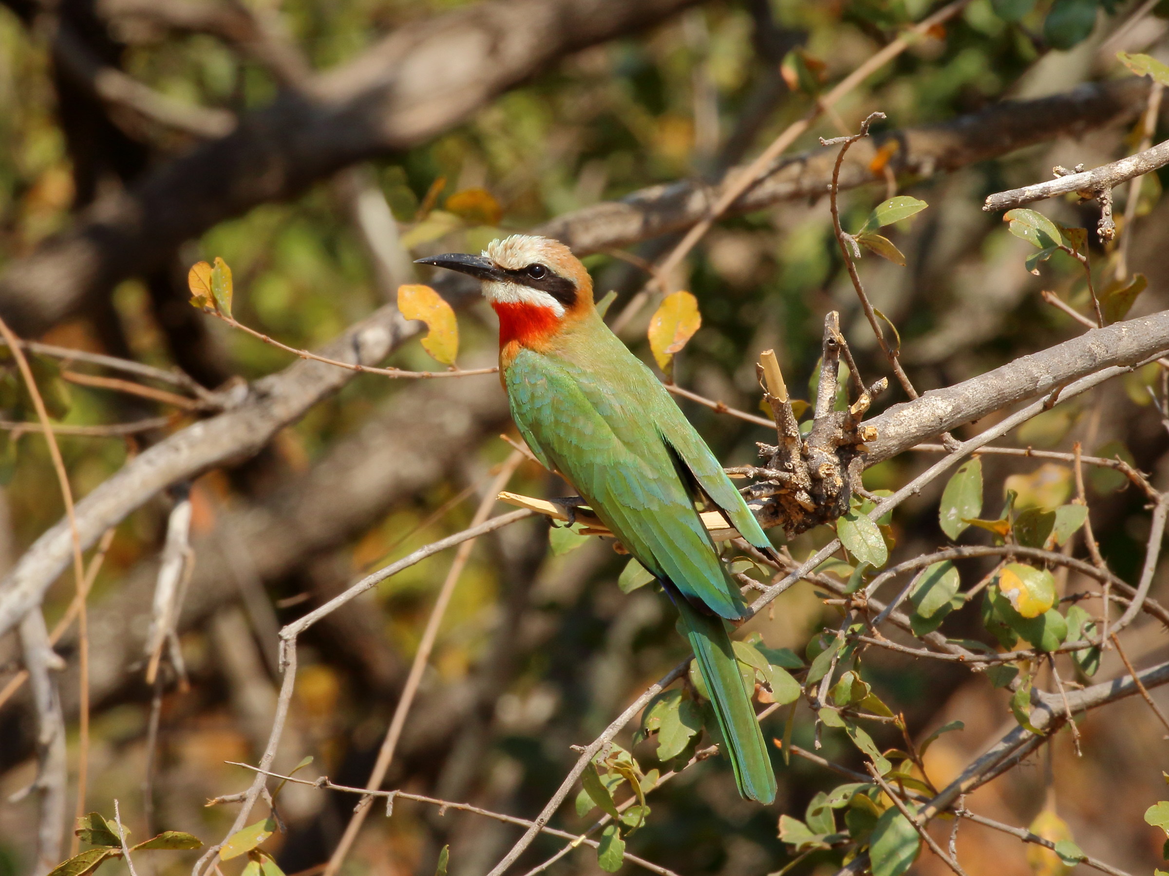 White-fronted Bee-eater