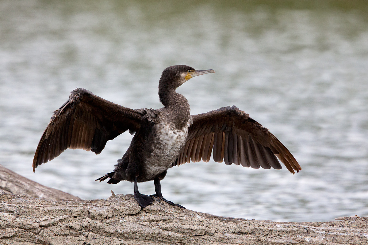 Cormorano