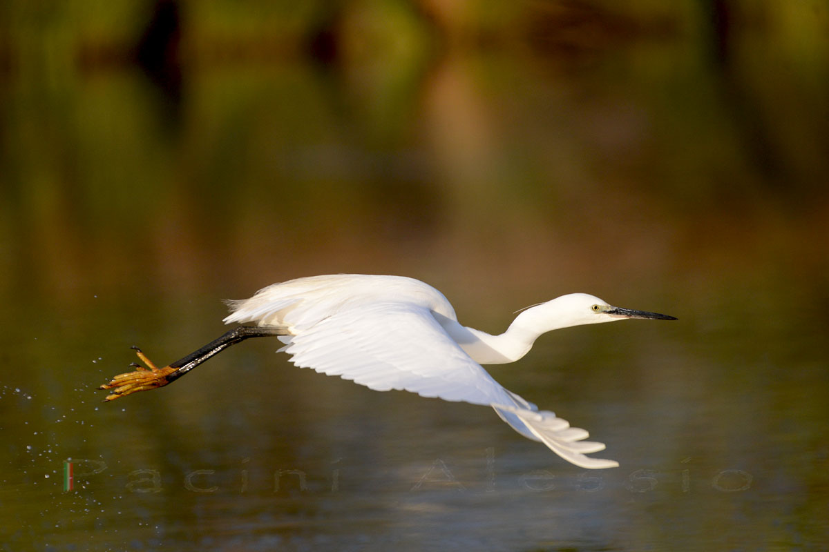 Garzetta in stacco 2