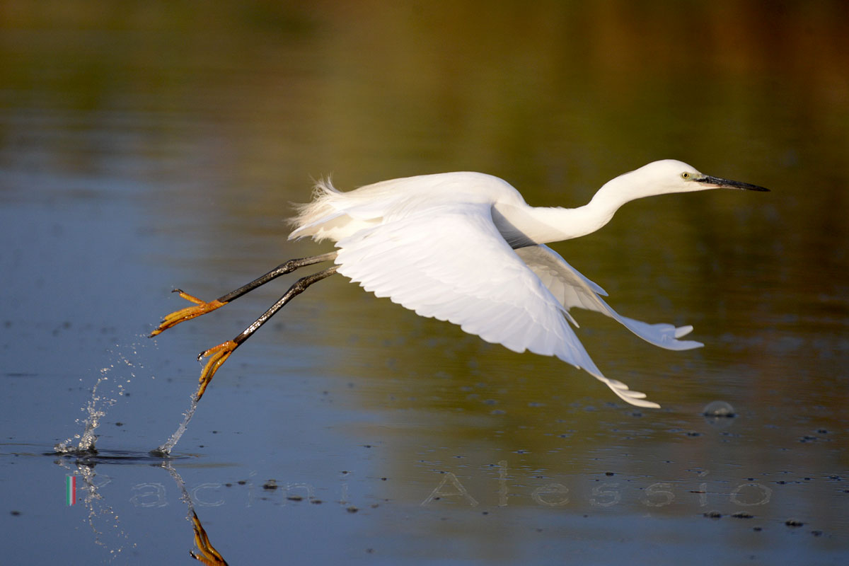 Garzetta in stacco 1