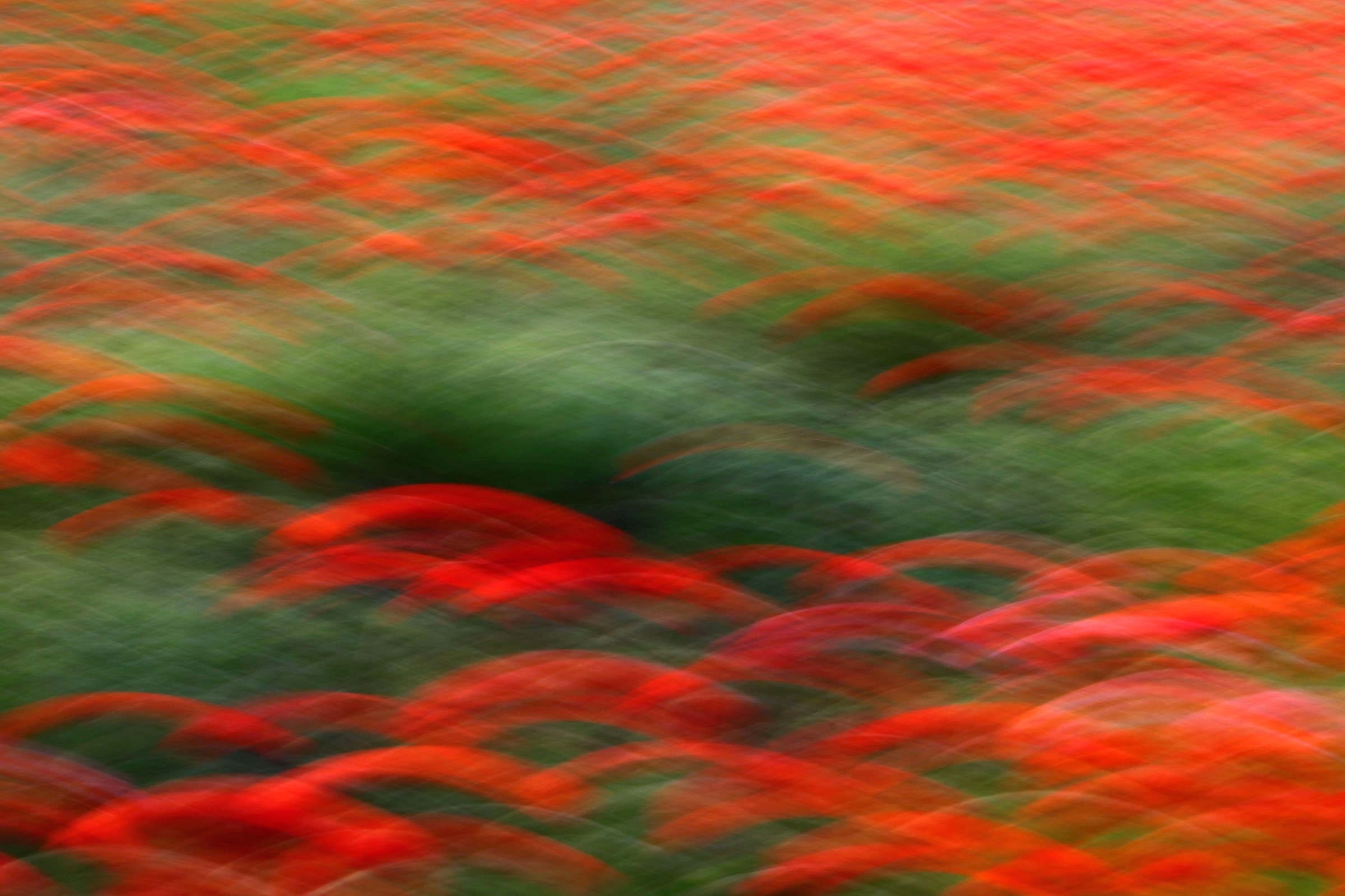 Waves of poppies