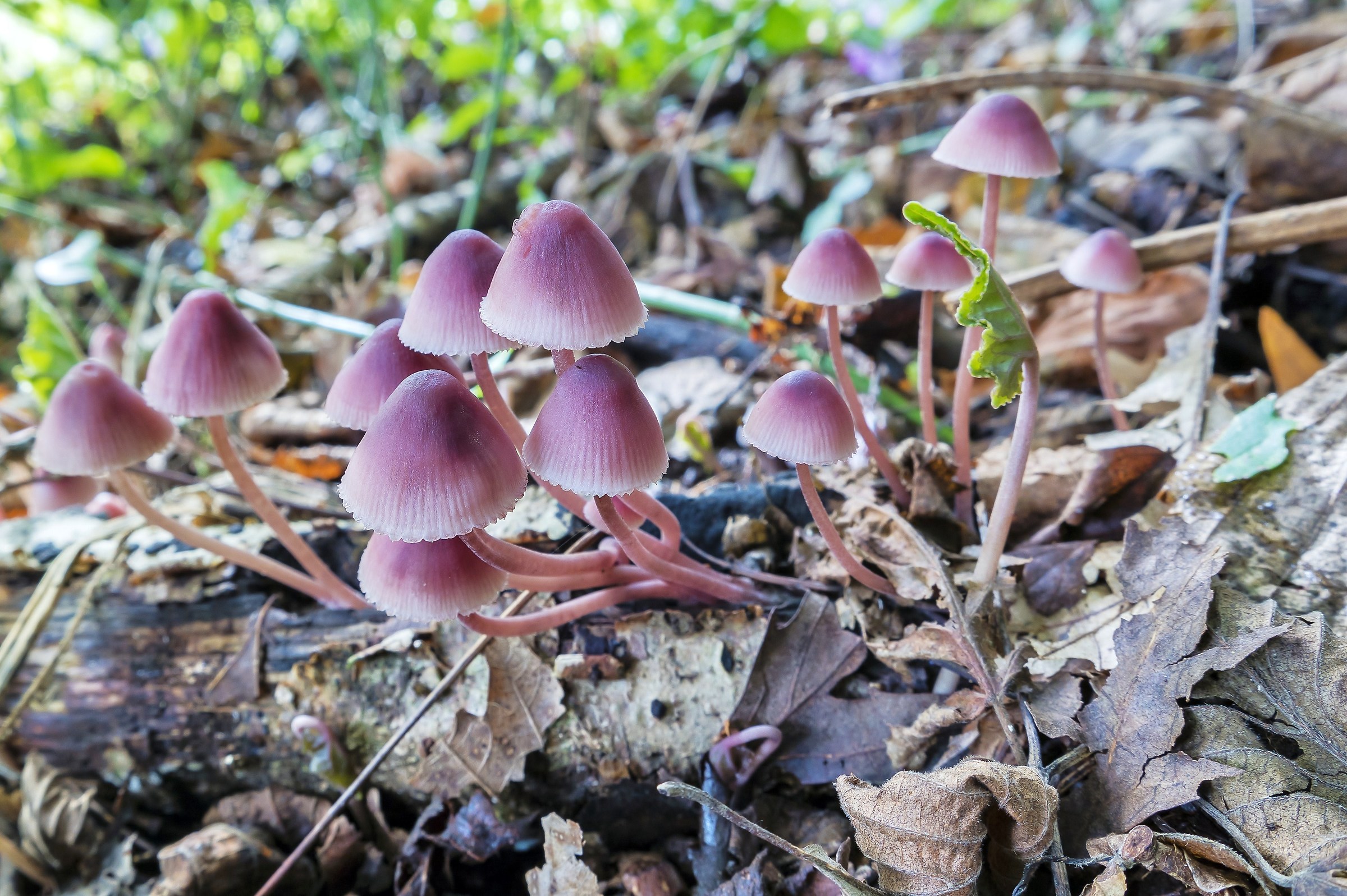 Mycena haematopus