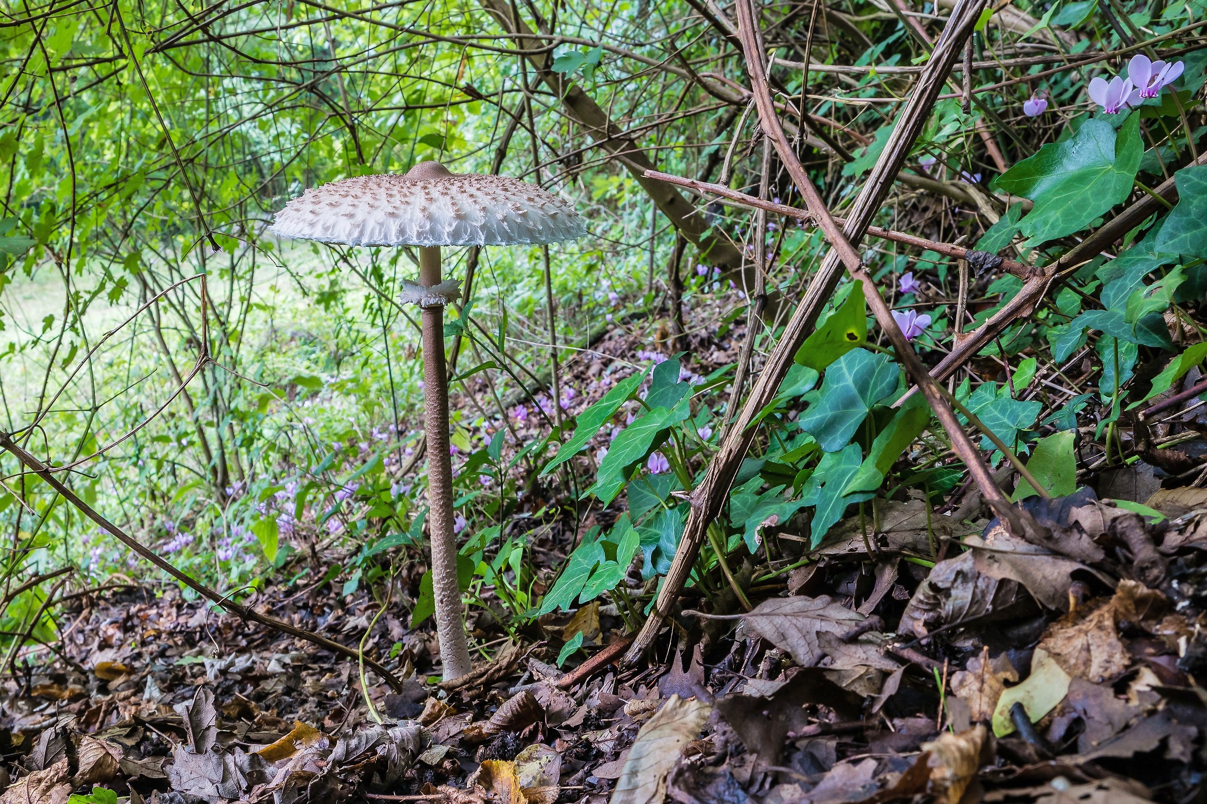 Macrolepiota procera