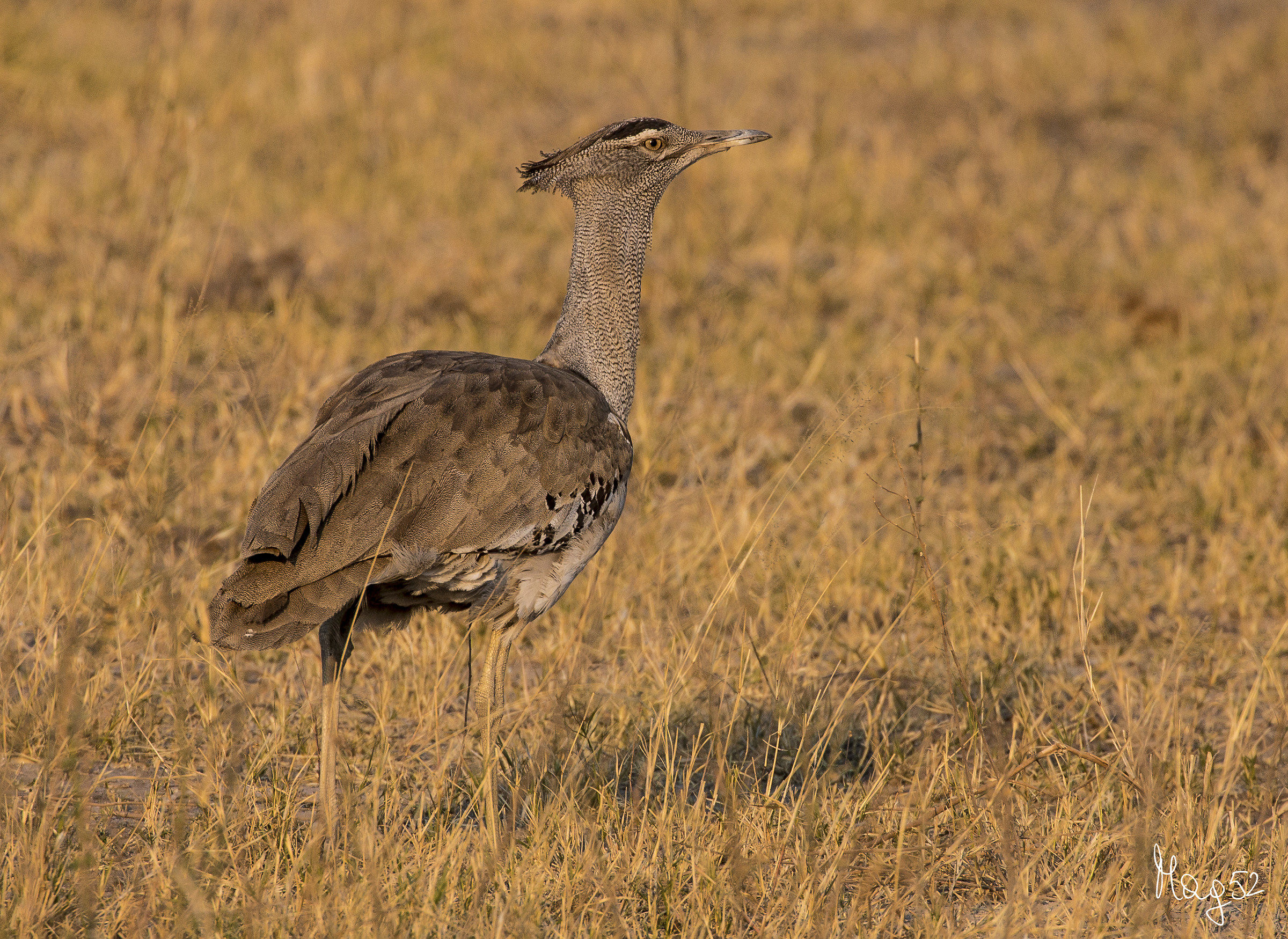 Kori Bustard
