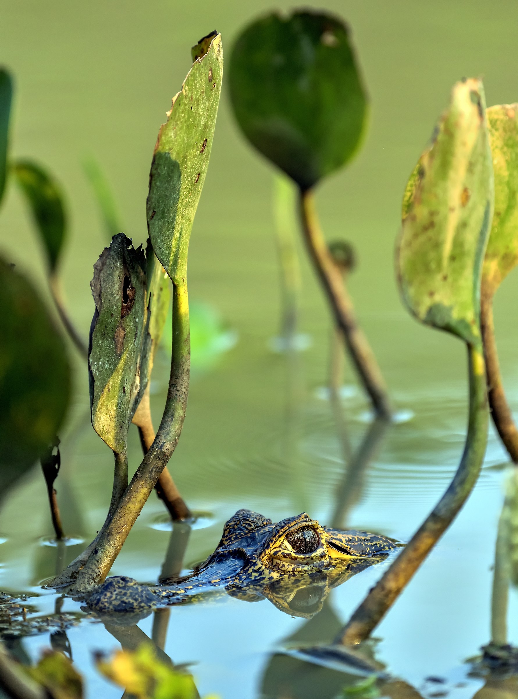 Pantanal 2015 - Caiman