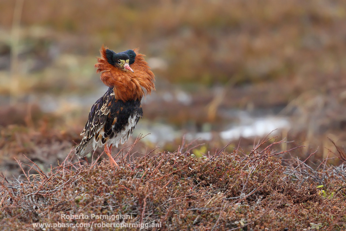 Controllo del territorio