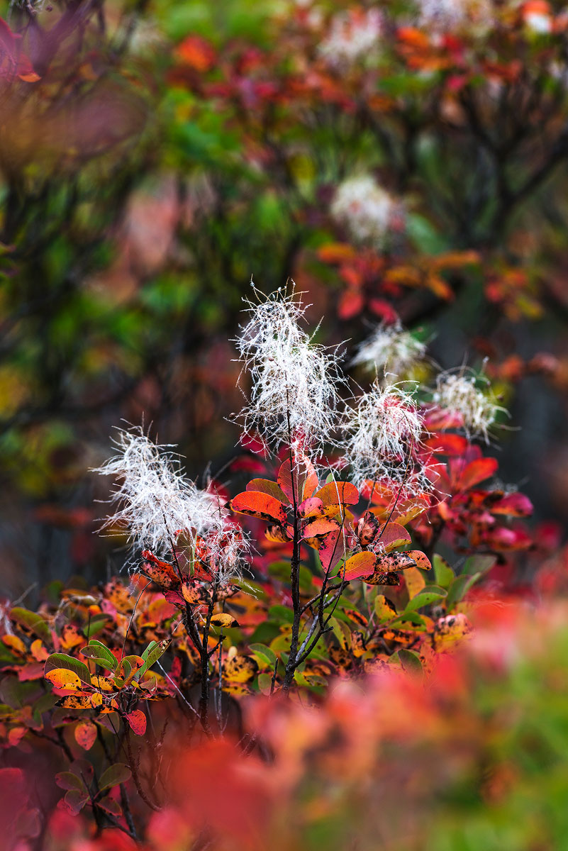 Sumac. Gorizia Karst.