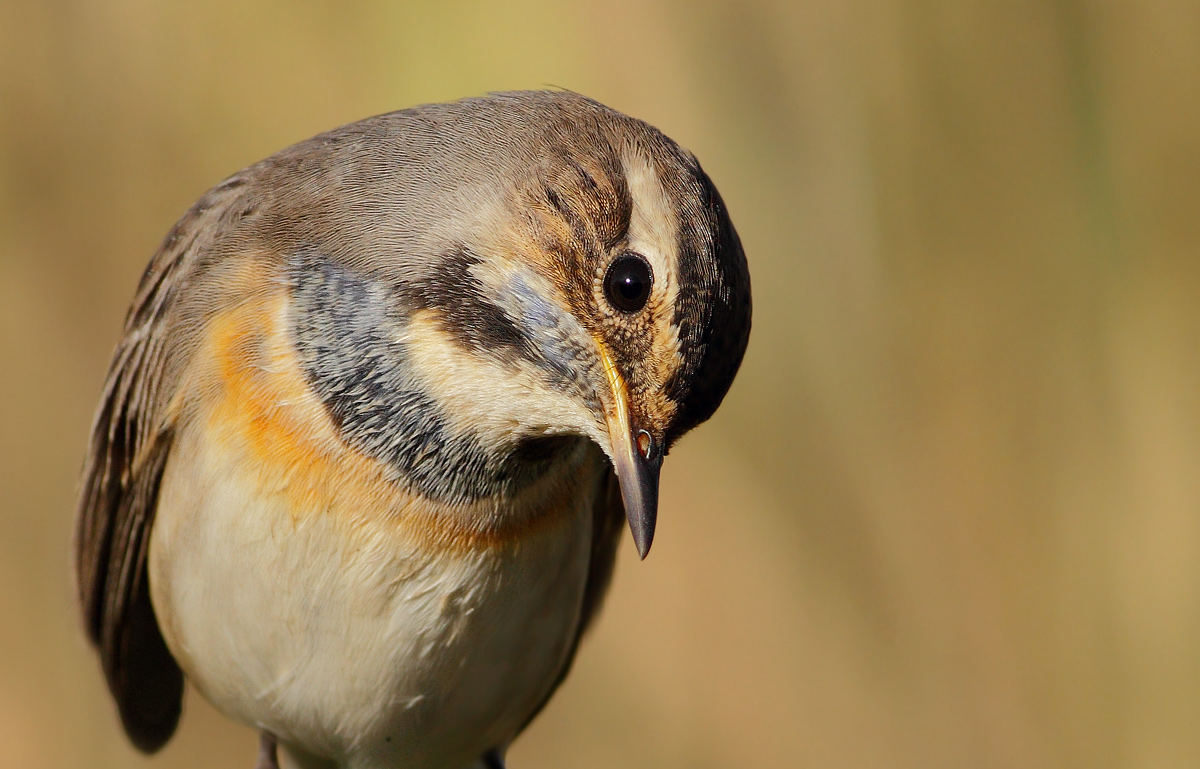 bluethroat
