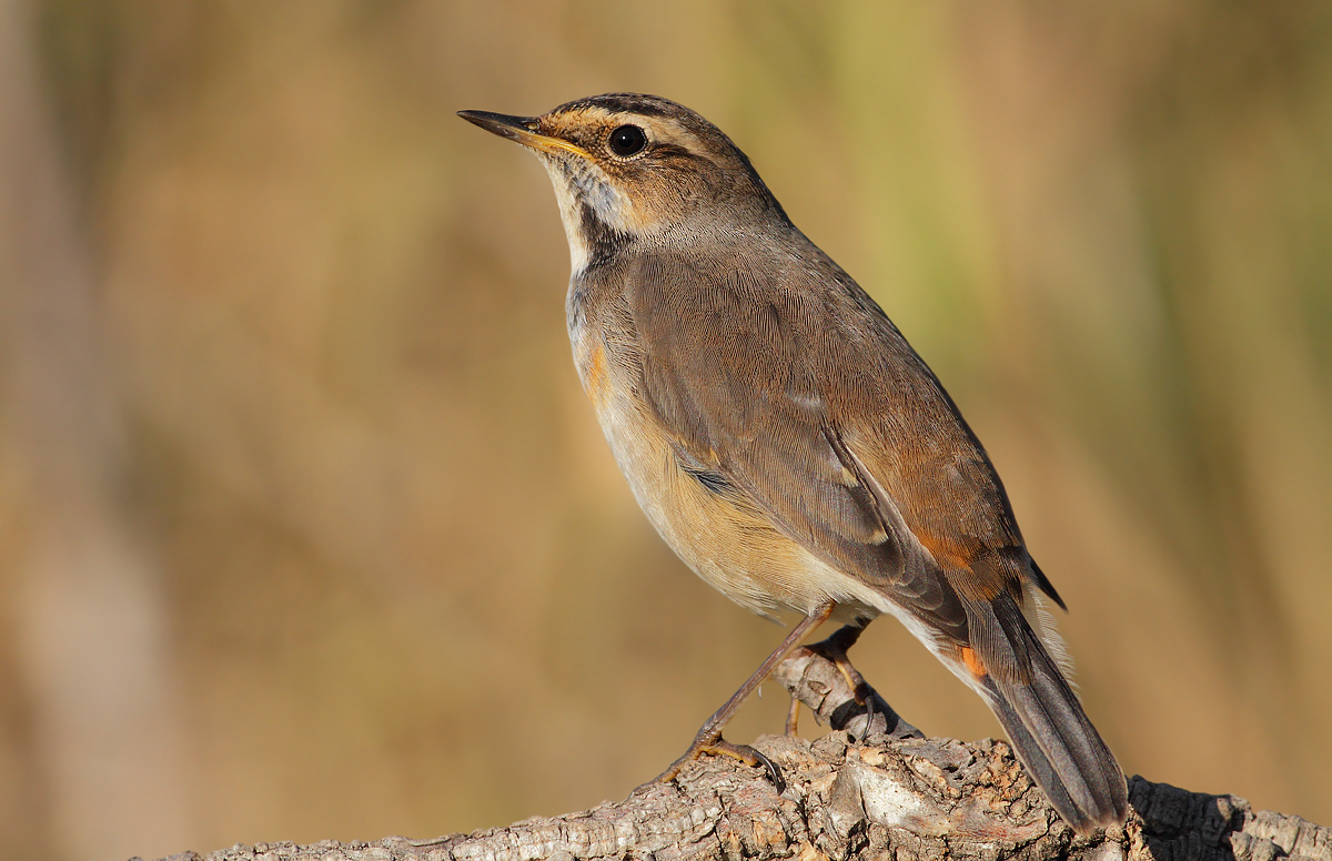 bluethroat