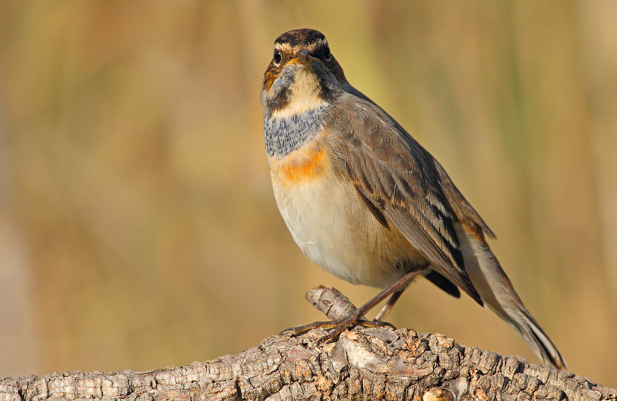 bluethroat
